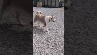 Video preview image #1 Retriever -Unknown Mix Puppy For Sale in Stratham, NH, USA