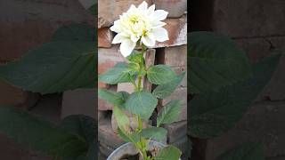 Download lagu Dahlia plant grow easy through seeds #dahlia #anywherevlogger mp3 Download lagu Dahlia plant grow easy through seeds #dahlia #anywherevlogger mp3