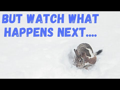 Stoat Attacks Rabbit 5 Times its Size | But Watch What Happens Next