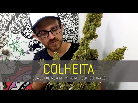 , title : 'COLHEITA | GUIA DE CULTIVO #1 - VÍDEO 14'