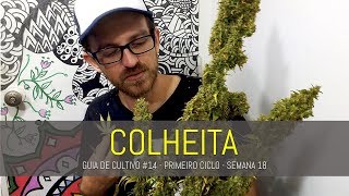 COLHEITA | GUIA DE CULTIVO #1 - VÍDEO 14