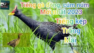 Download lagu Tiếng cúm núm, gà nước, gà đồng file kép trống mái. Giành cho anh em đi bẫy bao ngon mp3