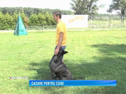 CAZARE PENTRU CAINI