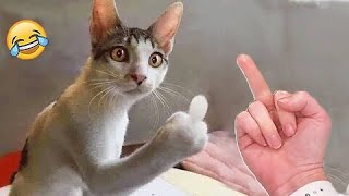 Download the video "Best Funny Animal Videos of the year 2024, #funnyannimals #funnymoments #trending"