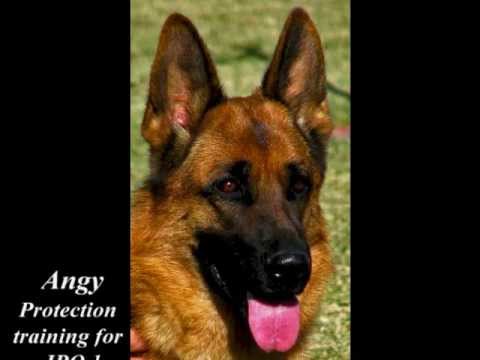 Angy training on Protection for IPO 1