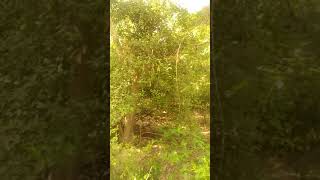 preview picture of video 'KNI CAMPUS FOREST, KNI SULTANPUR'