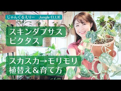 園芸 シェルヴィス、ベルル・デ・シェパード、シルイ、ジロール