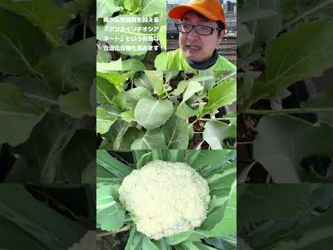 コンパニオンガーデニング：カリフラワーの隣に何を植えますか？  庭園