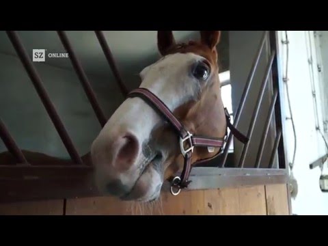 Ein Tag im Leben eines Rennpferdes