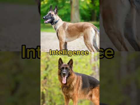 Belgian Malinois VS German shepherd