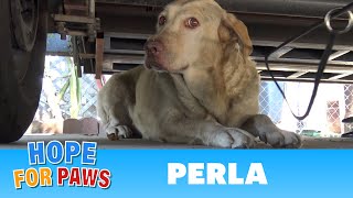Yellow Labrador dumped after being used for breeding puppies.  Look how happy she is now!