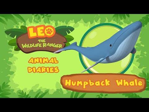 Humpback Whale | How HEAVY Are Humpback Whales? | Leo the Wildlife Ranger | Fun Animals Facts