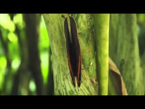 ムラサキ（マレー）コノハチョウの翅の開閉