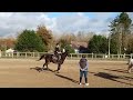 Jument Pur-Sang – 15 ans – Loisirs / Élevage