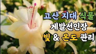 열대 고산 지대 식물 게발선인장 빛 & 온도 어떻게??? #엉클플랜트 #식물키우기 #게발선인장키우기