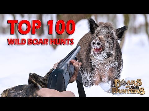 Top 100 wild boar hunts of "Boars and Hunters" SEASON 1
