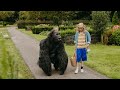 Serie AAP over bijzondere band tussen meisje en gorilla