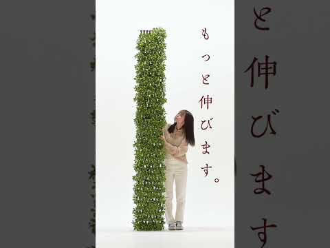 長いバルコニーのレイアウト 2022: 外観を飾るために Web から収集した最高のアイデア  庭園