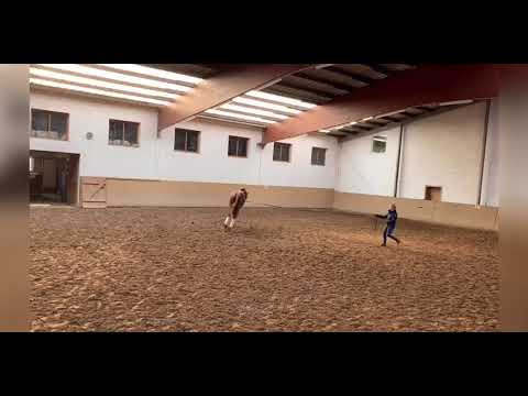 Morricone Diamond Hit