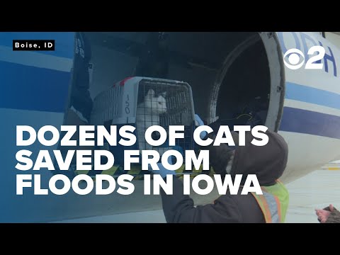 Boise welcomes 55 cats from Iowa in need of new homes after devastating floods