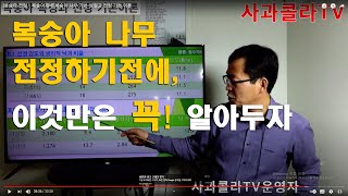 [복숭아 전정ㆍ복숭아재배]복숭아 나무 기본 성질과 전정 기본 이론