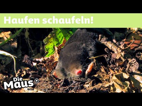 Wie entstehen Maulwurfshügel? | DieMaus | WDR