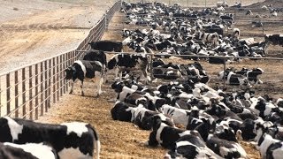 Cows Being Fed Chicken Poop, FDA Not Stopping It