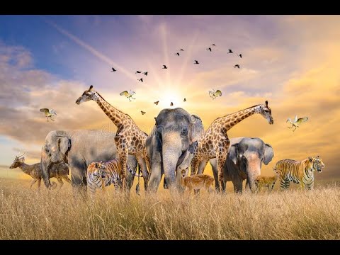 4K African Animals: Hwange National Park - Amazing African Wildlife Footage with Golden View in 4K