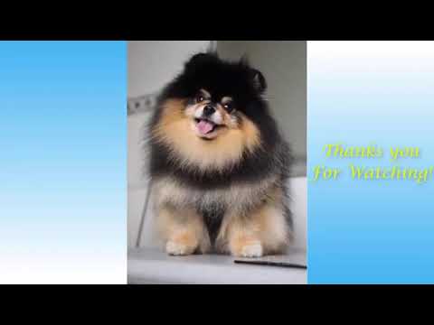 Funny and Cute Cat's Life Cats and Owners are the best friends Videos - pet lover like you