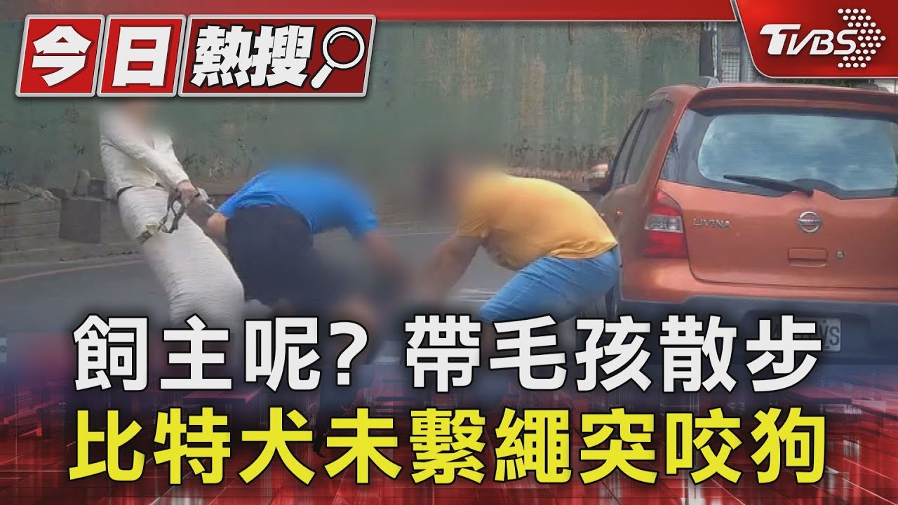 比特犬未繫繩突襲!愛犬慘遭咬傷 模特兒飼主控「態度消極」