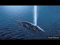Finding Nemo Whale Mouth Shots Underwater Brightened And Sharpness