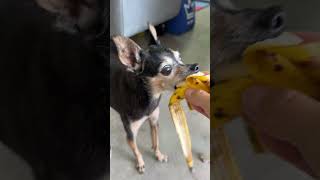 MEUS CACHORROS COMENDO BANANA!