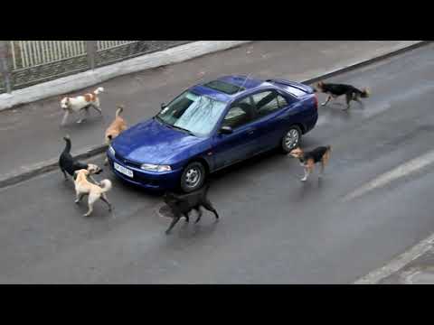 Attack of dogs  on a car