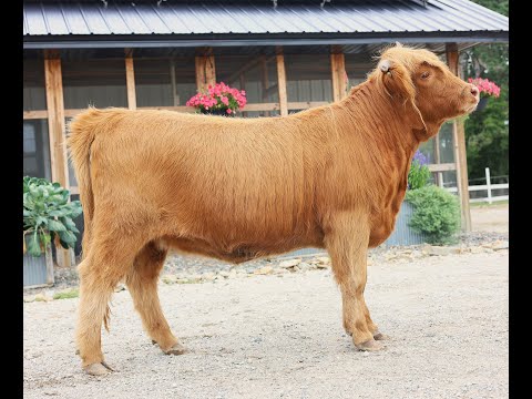 NC104  HG Mystique (ET,PV,D)