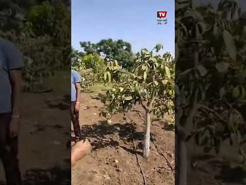 المانجة طابت علي الشجر.. فرحة المزارعين بحصاد مانجة كيت في القليوبية