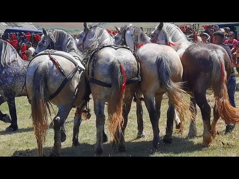 Ceanu Mare Horse Parade - Cluj July 15, 2023