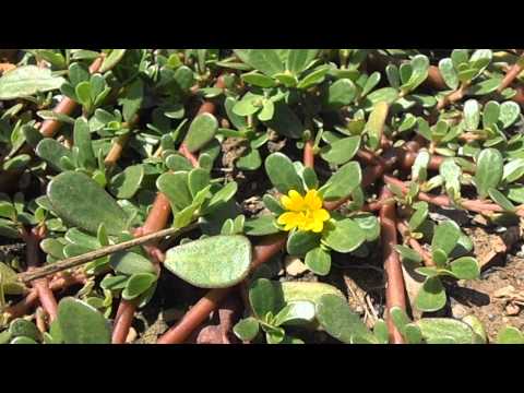 Verdolaga: Portulaca oleracea