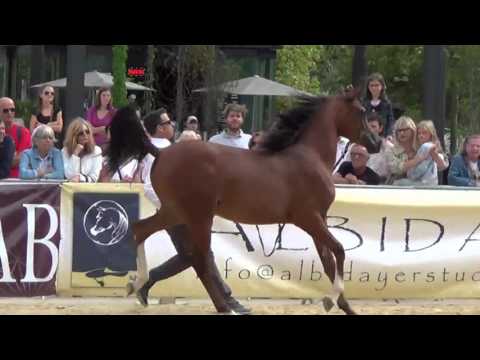 PRIMERIUS EMER by Emerald J