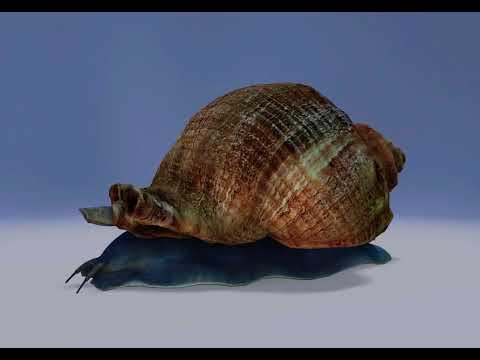 Mollusc (Snail) detailed animated video