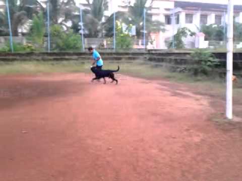 Unedited VIDEO of Hanibal Crni Lotos.mp4