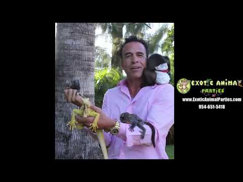 Hire Exotic Animal Parties - Petting Zoo in Fort Lauderdale, Florida Hire Exotic Animal Parties - Petting Zoo in Fort Lauderdale, Florida