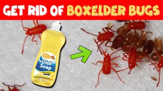 How to Get Rid of Boxelder Bugs Outside - Say Goodbye to Boxelder Bugs