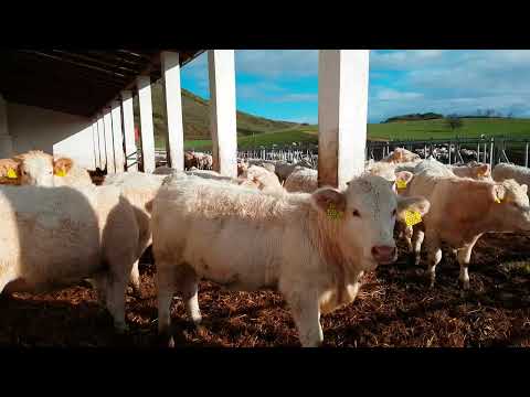 Şarole Irkı Hayvanlarımız