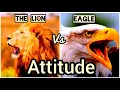 Best Motivation The Power Of Attitude Eagle Vs Lion Attitude By Dr Myles
