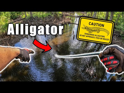 Magnet Fishing An Alligator Infested Swamp-Best Magnet Fishing Spot Ever (Hidden Treasure Uncovered)