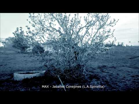 Jabalies Conejines video