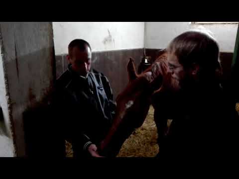 Jaroslav Myška: Koně do Pardubic