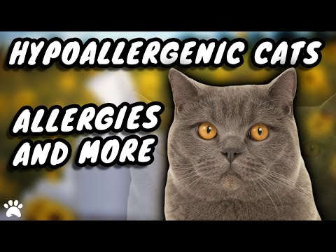 British Shorthair Cat Allergies Explained