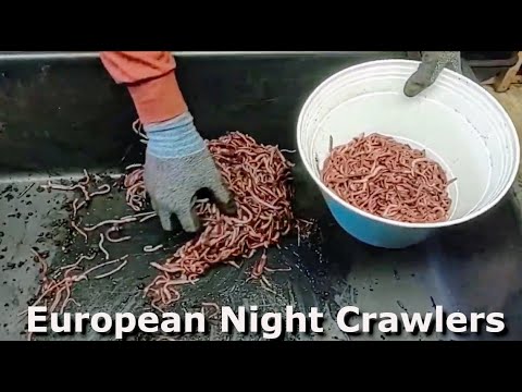 Harvesting and Packaging European Nightcrawlers to Prepare for Shipping at Midwest Worms Farm