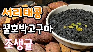 속파란 서리태콩.꿀호박고구마.못난이 조생귤 생방송 네이버에서 솔바위농원 검색